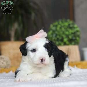 Bunni, Mini Sheepadoodle Puppy