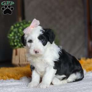 Bunni, Mini Sheepadoodle Puppy