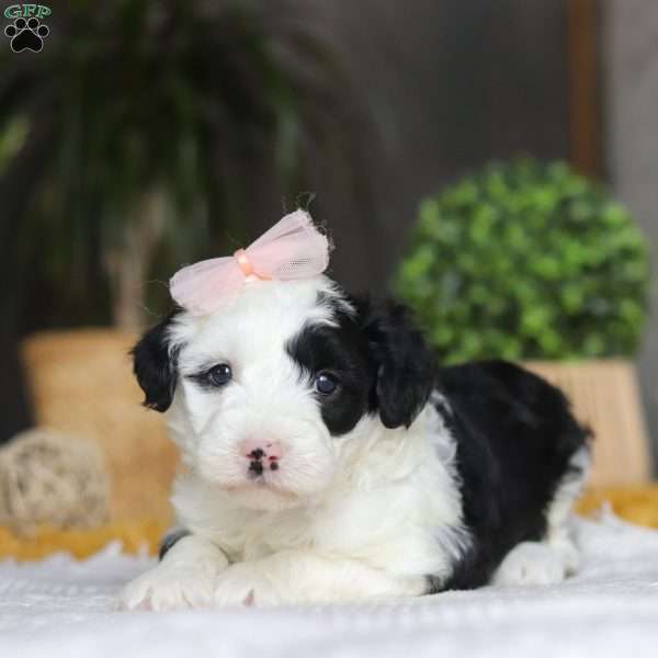 Bunni, Mini Sheepadoodle Puppy