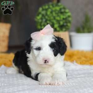 Bunni, Mini Sheepadoodle Puppy