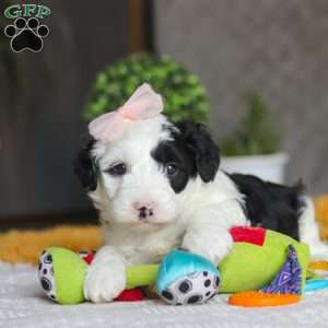 Bunni, Mini Sheepadoodle Puppy