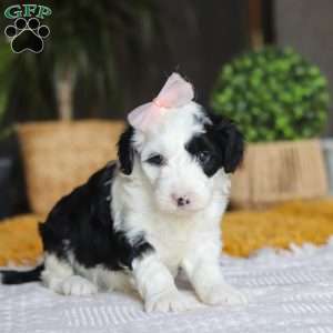 Bunni, Mini Sheepadoodle Puppy