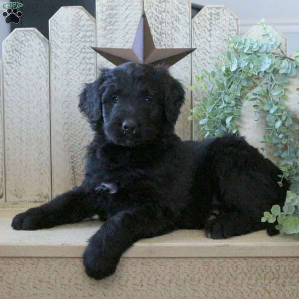 Bunny, Bernedoodle Puppy