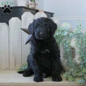 Bunny, Bernedoodle Puppy