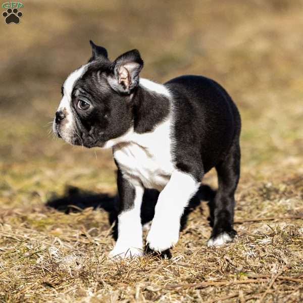 Buster, Boston Terrier Puppy