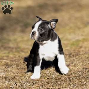 Buster, Boston Terrier Puppy
