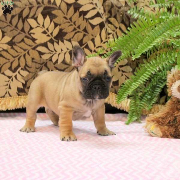 Buster, Frenchton Puppy