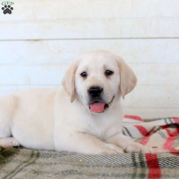 Buster, Yellow Labrador Retriever Puppy