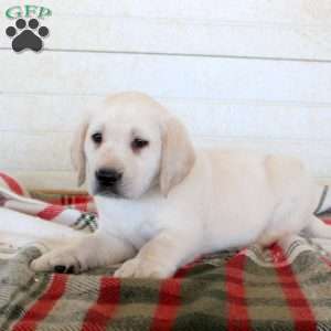 Buster, Yellow Labrador Retriever Puppy