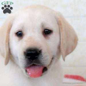Buster, Yellow Labrador Retriever Puppy