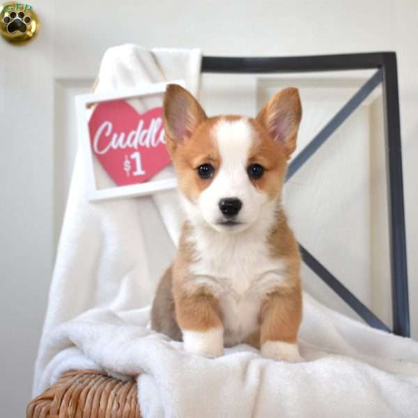 Buttercup, Pembroke Welsh Corgi Puppy