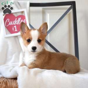 Buttercup, Pembroke Welsh Corgi Puppy