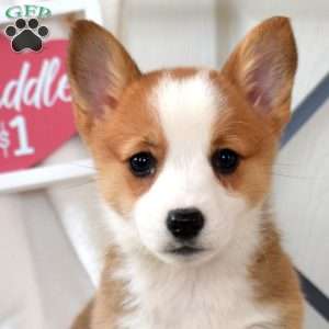 Buttercup, Pembroke Welsh Corgi Puppy