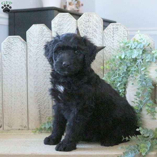 Button, Bernedoodle Puppy