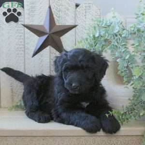 Button, Bernedoodle Puppy