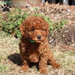 Buttons, Miniature Poodle Puppy