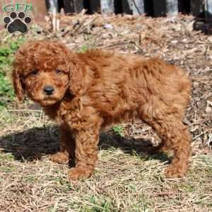 Buttons, Miniature Poodle Puppy