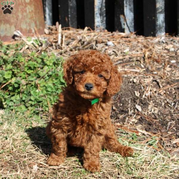 Buttons, Miniature Poodle Puppy