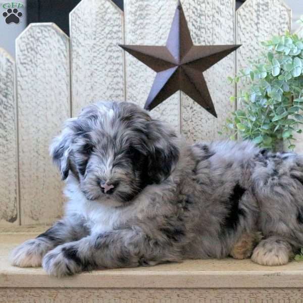Byron, Bernedoodle Puppy