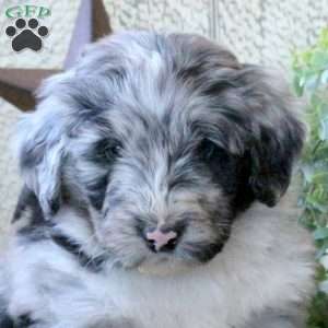 Byron, Bernedoodle Puppy
