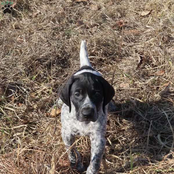 Rickey, German Shorthaired Pointer Puppy