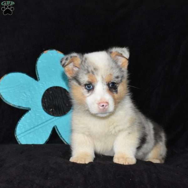Cadbury, Pembroke Welsh Corgi Puppy