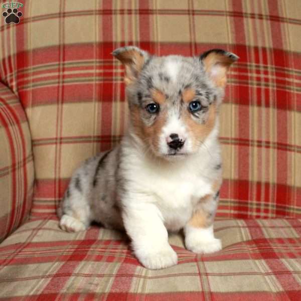 Cade, Pembroke Welsh Corgi Puppy
