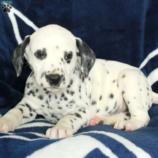 Cade, Dalmatian Puppy