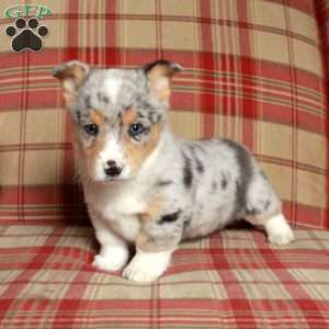 Cade, Pembroke Welsh Corgi Puppy