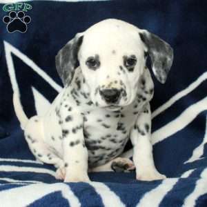 Cade, Dalmatian Puppy