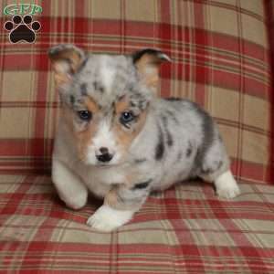 Cade, Pembroke Welsh Corgi Puppy