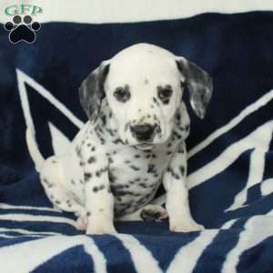 Cade, Dalmatian Puppy