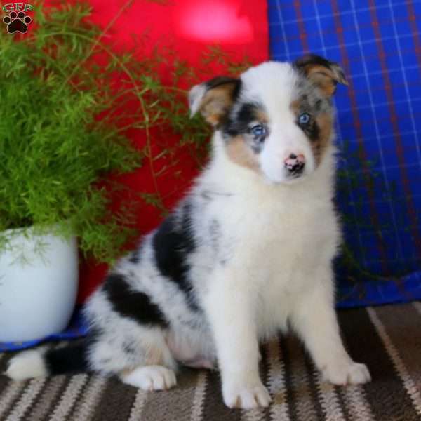 Cal, Australian Shepherd Mix Puppy