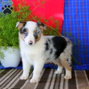 Cal, Australian Shepherd Mix Puppy