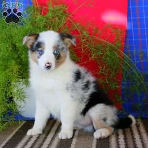Cal, Australian Shepherd Mix Puppy