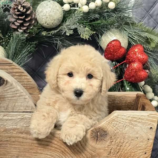 Caleb, Bich-Poo Puppy