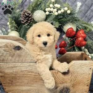 Caleb, Bich-Poo Puppy