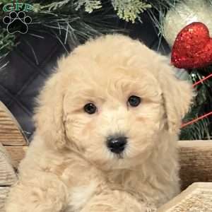 Caleb, Bich-Poo Puppy