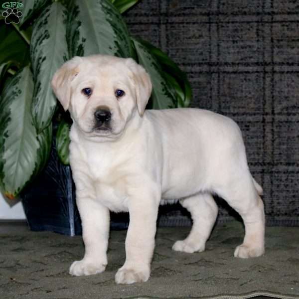 Caleb, Yellow Labrador Retriever Puppy
