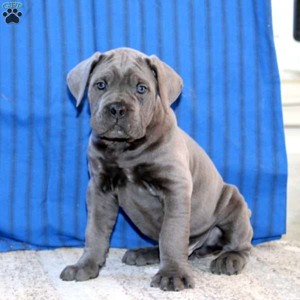 Caleb, Cane Corso Puppy