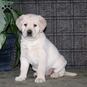 Caleb, Yellow Labrador Retriever Puppy