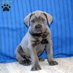 Caleb, Cane Corso Puppy