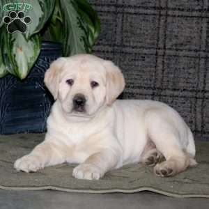Caleb, Yellow Labrador Retriever Puppy