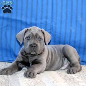 Caleb, Cane Corso Puppy