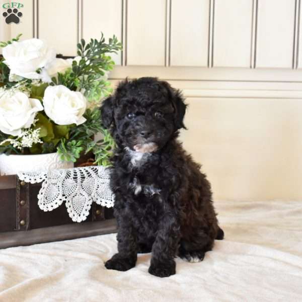 Calla Lily, Miniature Poodle Puppy
