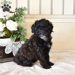 Calla Lily, Miniature Poodle Puppy