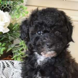Calla Lily, Miniature Poodle Puppy