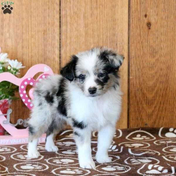 Callie, Miniature Australian Shepherd Puppy