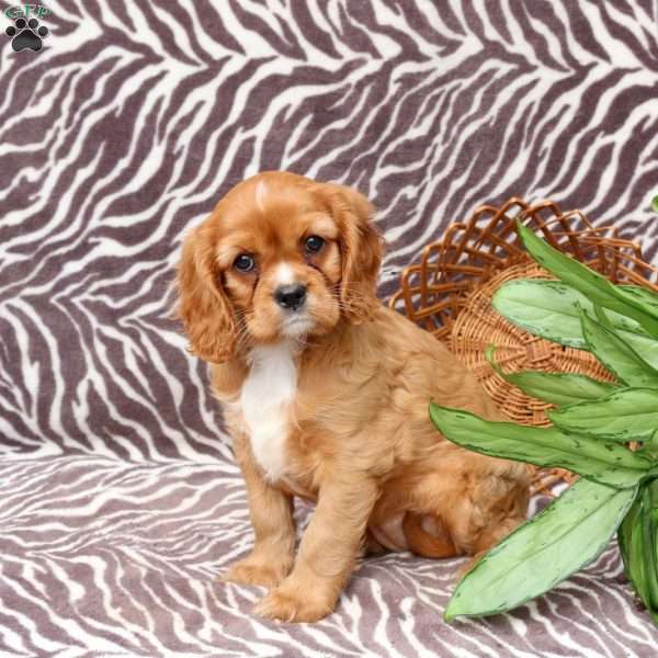 Callie, Cavalier King Charles Spaniel Puppy
