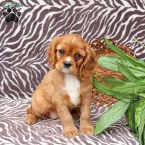 Callie, Cavalier King Charles Spaniel Puppy